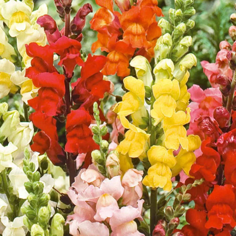 Gartenmuflis Halbzwerg Rainbow mix in der Mischung