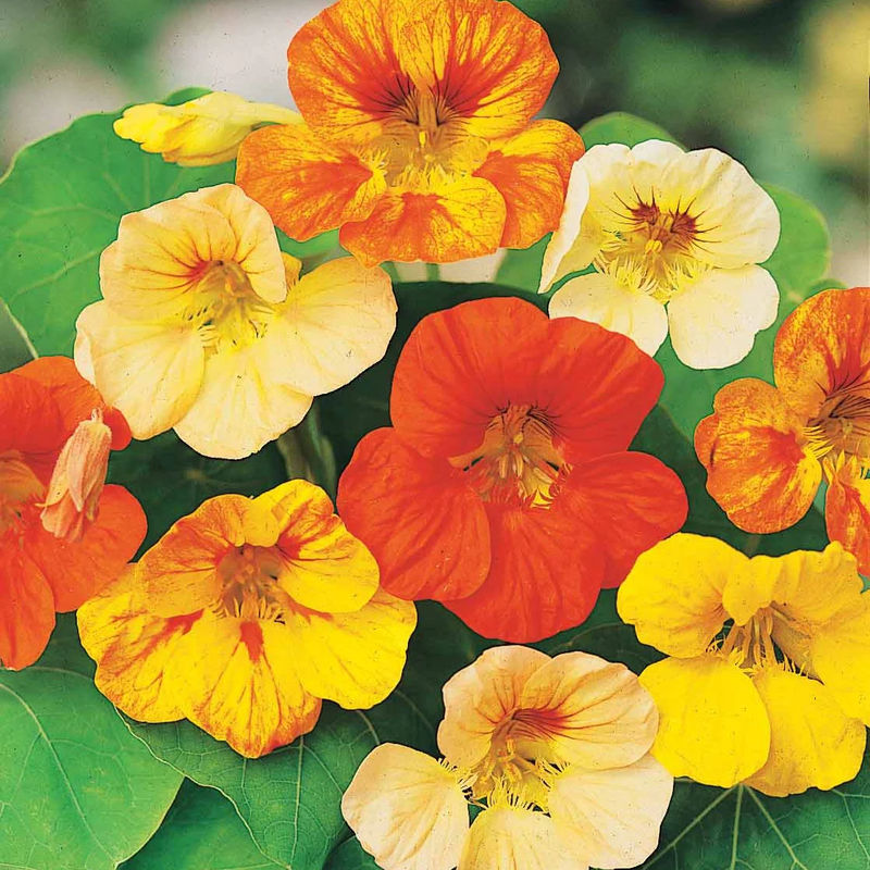 Kapuzinerkresse De Lobb Hybrid Mischung
