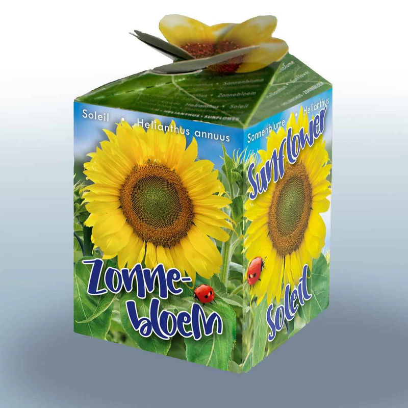 Sonnenblumen Kit
