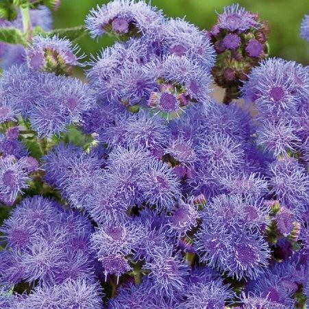 Mexikanischer Blaumeisen-Agerat Blue Mink