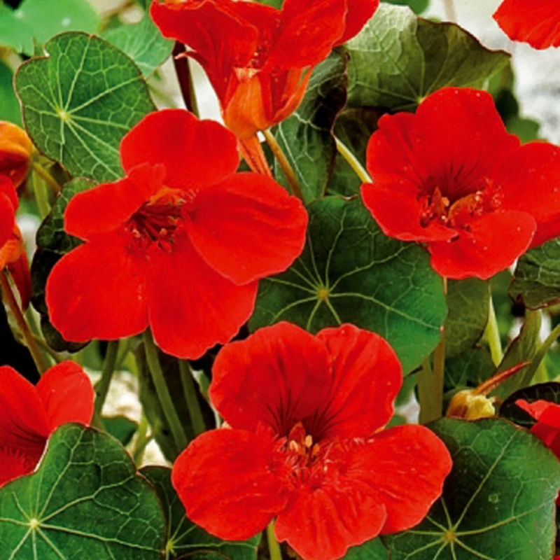 Zwergkapuzinerkresse Empress of India rot