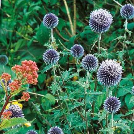 Ruthenische Kugeldistel