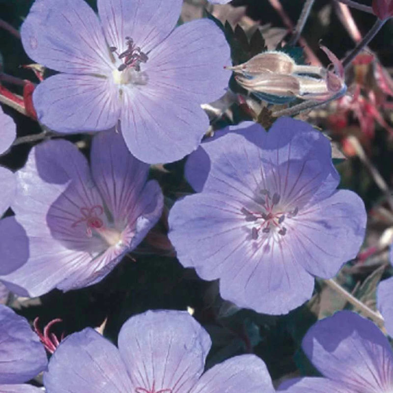Wiesen-Storchschnabel blau