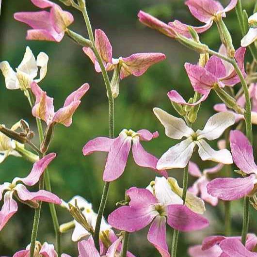 Levkojen Scentsation Mischung