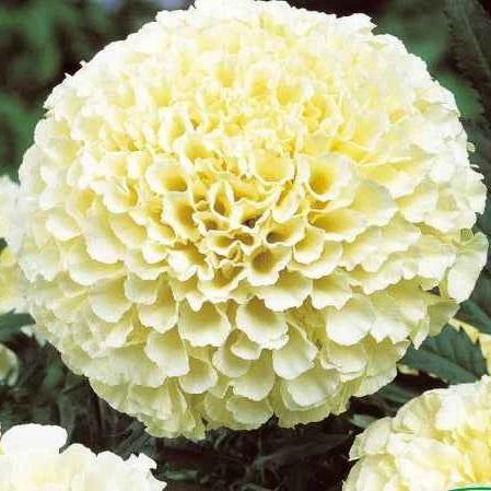 Studentenblume Eskimo F1