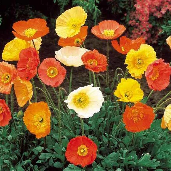 Safran- oder Islandmohn Artist's Glory Mischung