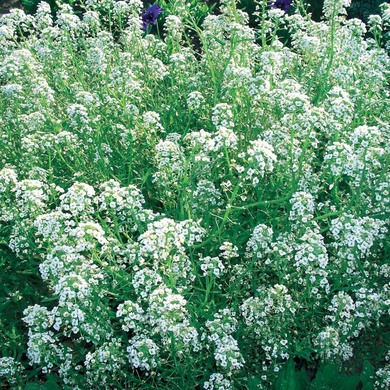 Duftsteinrich