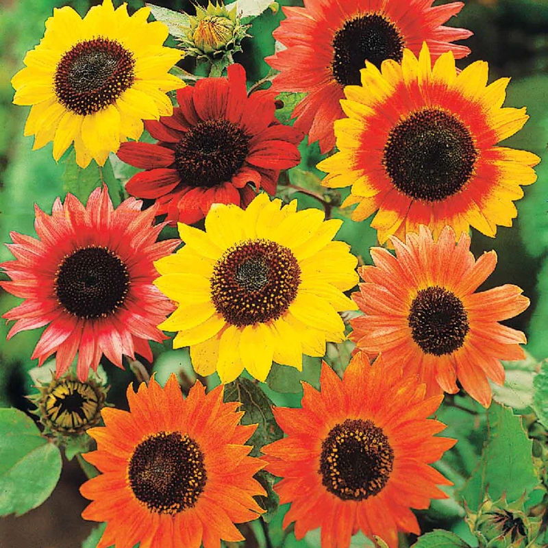 Sonnenblumen Mischung Color Fashion