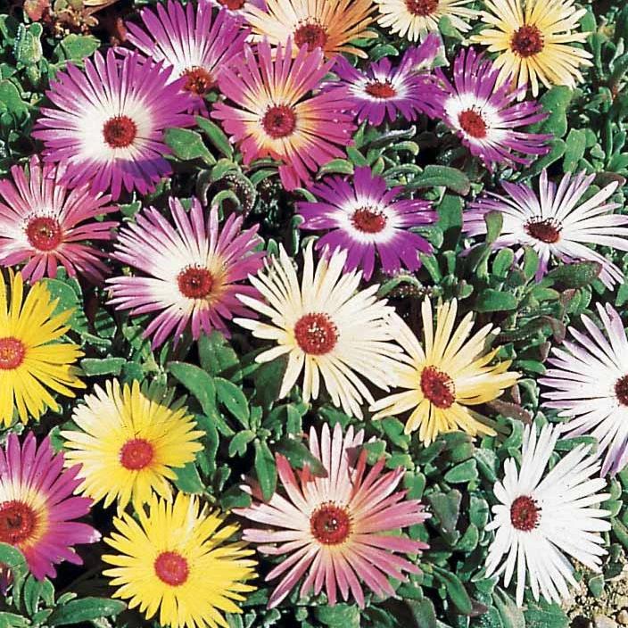 Mittagsblumen Mischung