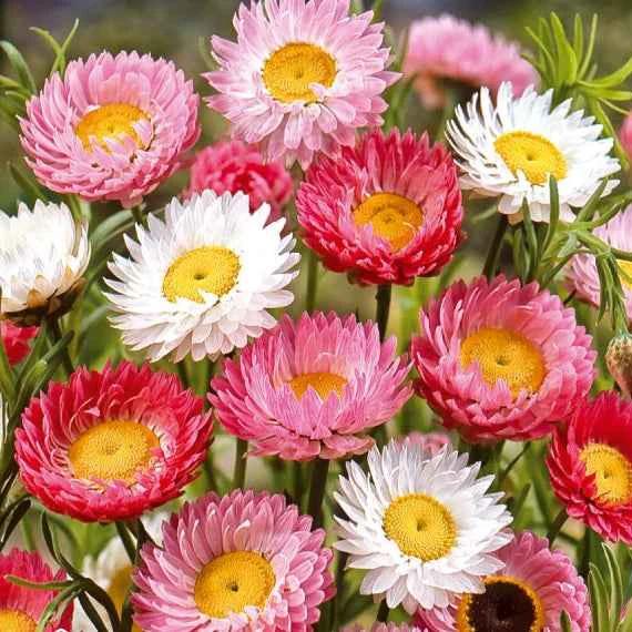 Gänseblümchen Mischung