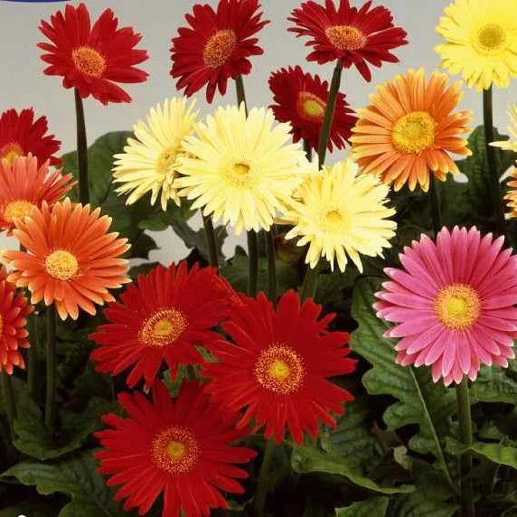 Gerbera Australian Giants Mischung