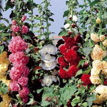 Stockrose Chater's Mix Mischung