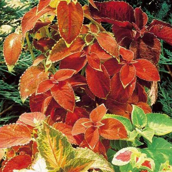 Buntnessel Hybriden Rainbow Mix