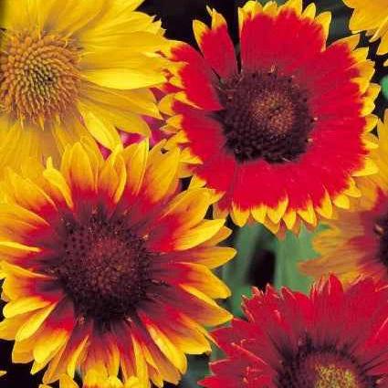 Kokardenblumen Mischung