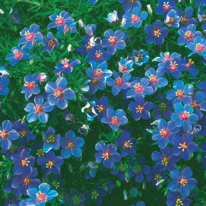 Blauer Gauchheil