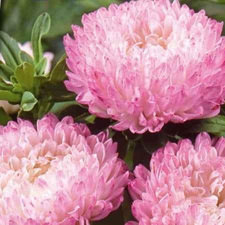 Sommeraster Garden Jewel rosa