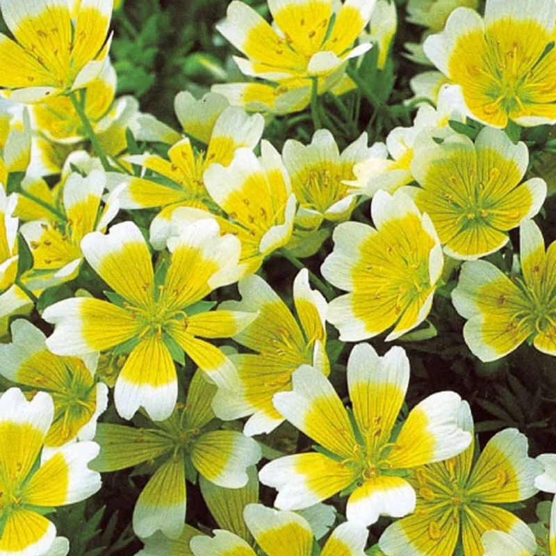 Douglas-Sumpfblume