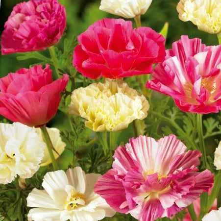 Kalifornischer Mohn Bridal Bouquet Mix