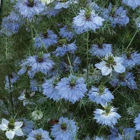 Jungfer im Grünen Miss Jekyll Blue