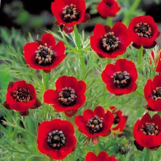 Sommer-Adonisröschen Deep Red