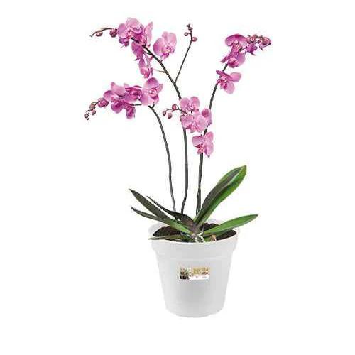 Elho Orchideen Blumentopf Green Basics rund transparent