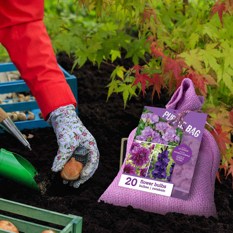 Blumenzwiebel Mischung 'The Purple Bag' (x20)
