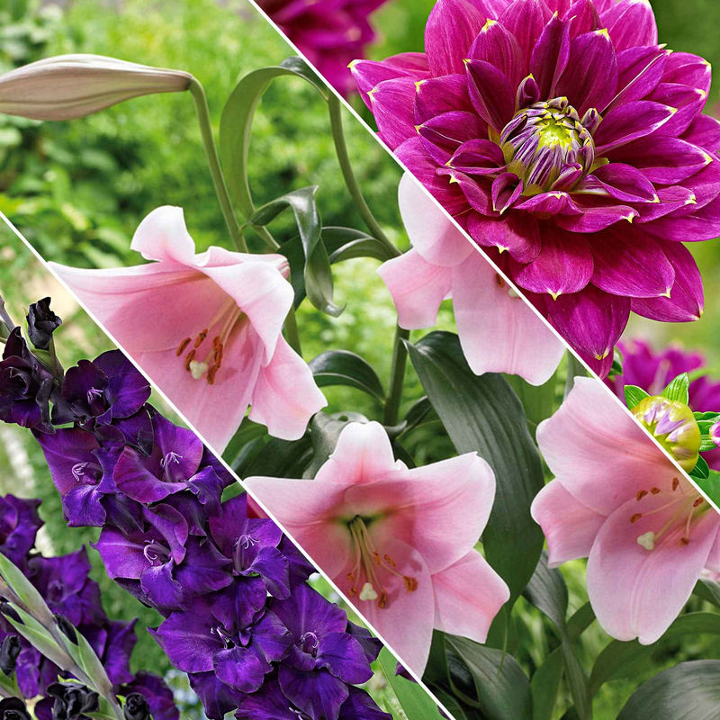 Blumenzwiebeln Mischung 'Hello Summer!' (x30)