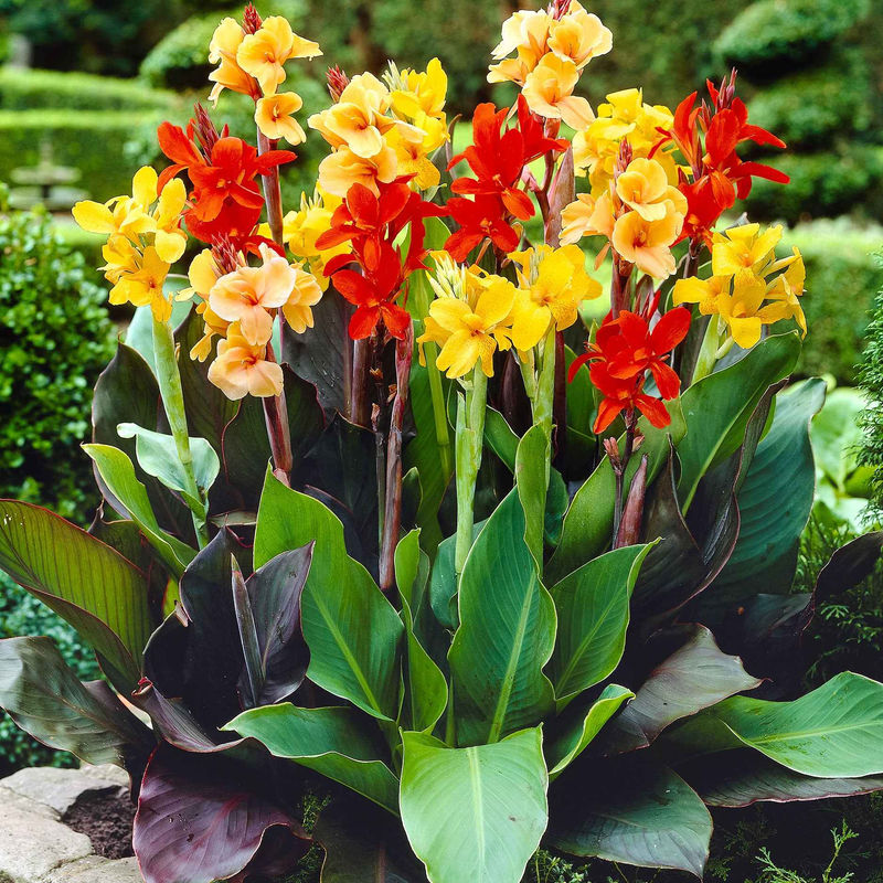Blumenrohr Mischung (x4)