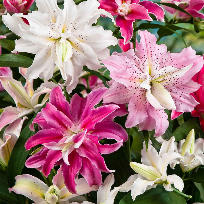 Doppelblütige Lilien Mischung 'The Roses' (x3)