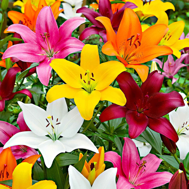 Asiatische Lilie 'Mid-Century' - Title:Das beutel von 10 blumenzwiebeln / umfang 16-18cm