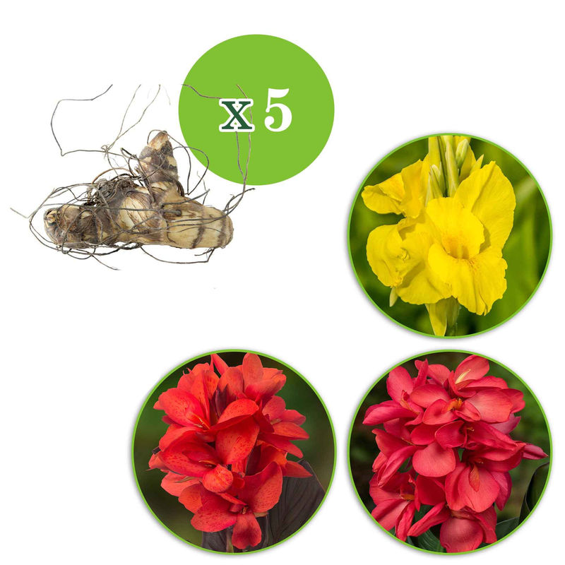Indisches Blumenrohr Mischung (x5)