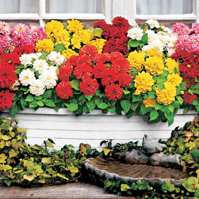 Dahlien Mischung 'Terrace View' (x5)