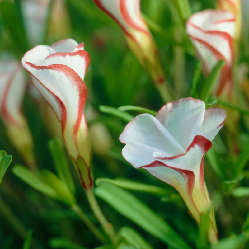 Kollektion Oxalis (x15)
