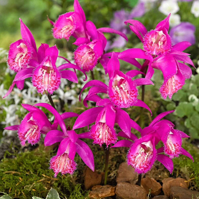 Orchidee 'Pleione Tongariro'