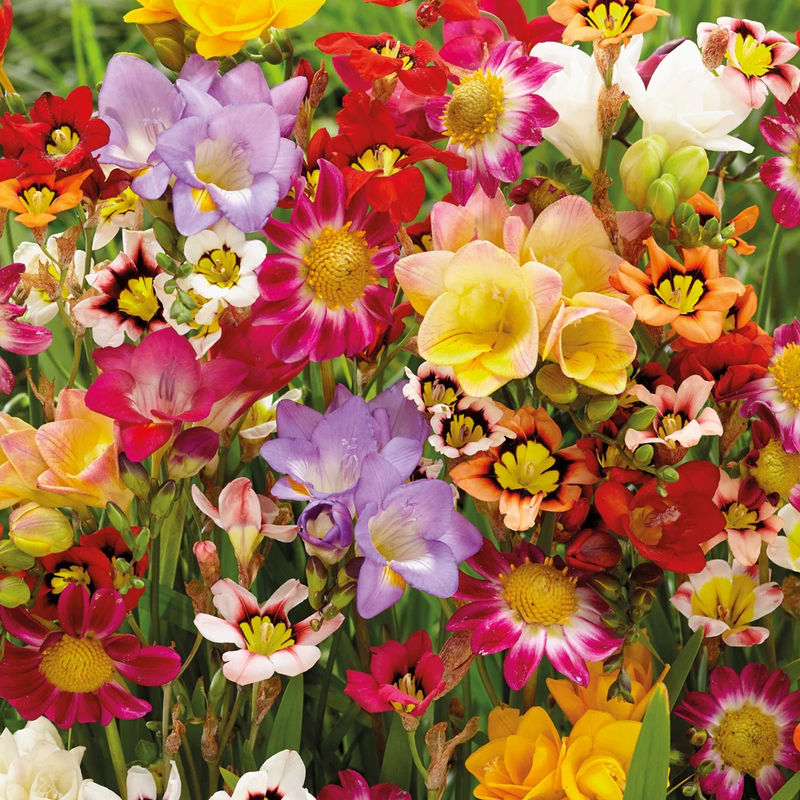 Bunte Blumenzwiebelmischung (x27)