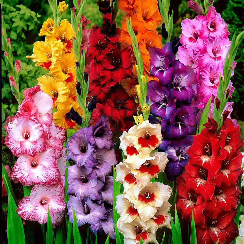 Großblütige Gladiole Mischung (x50)