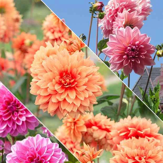Großblütige Beetdahlie - Title:Das beutel von 5 blumenzwiebeln / kaliber II