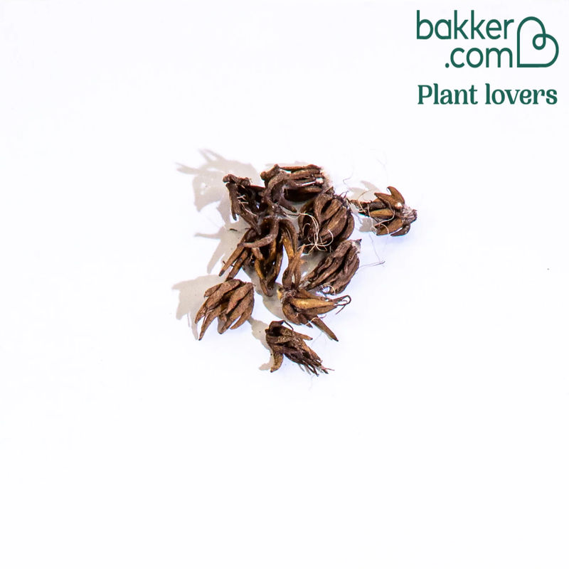 Ranunkel Mischung - Title:Das beutel von 10 blumenzwiebeln / umfang 4-5cm