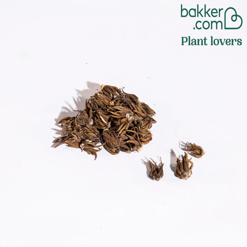 Ranunkel Mischung - Title:Das beutel von 40 blumenzwiebeln / umfang 4-5cm