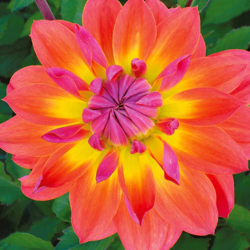 Dahlien Tricolore (x3)