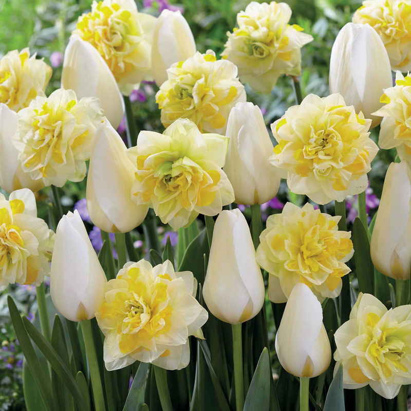 Tulpen 'Françoise' + Narzissen 'Sweet Pomponette' Kollektion (x20)