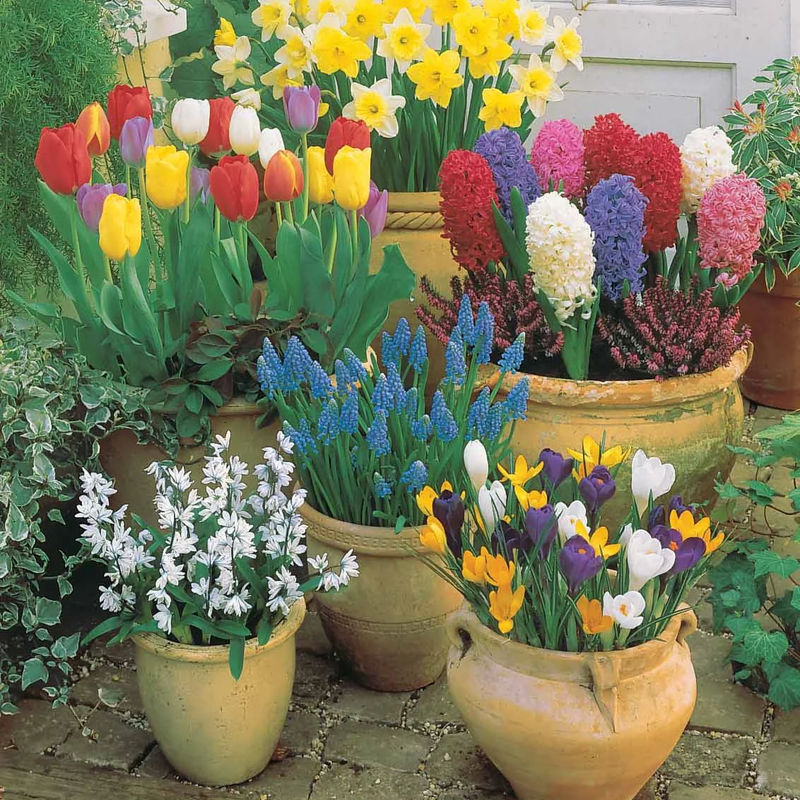Blumenzwiebeln Mischung für Terasse & Garten (x75)