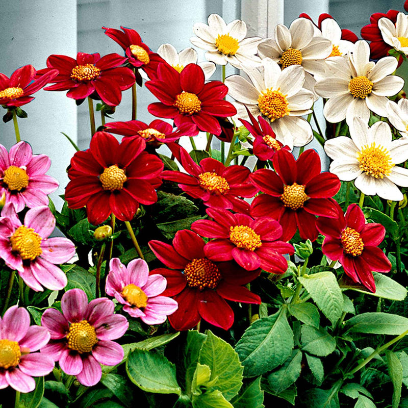 Dahlien 'Topmix' (x5)