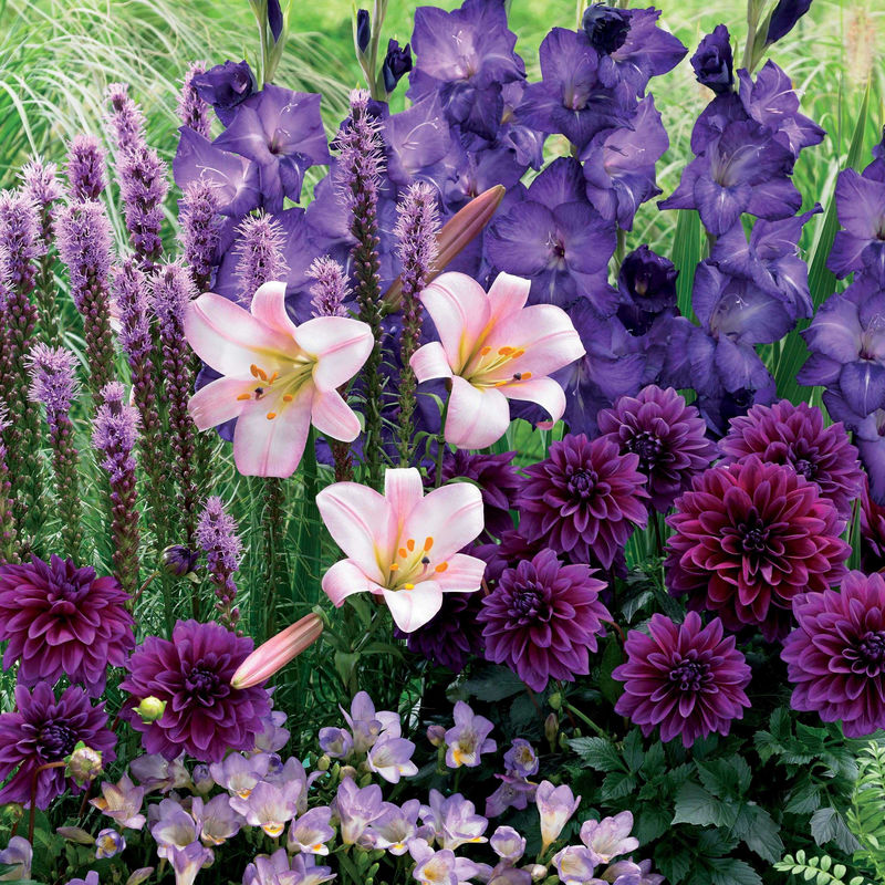 Sommerblumenzwiebel Mischung (x29)