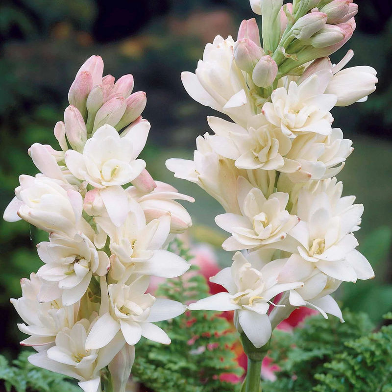Tuberose The Pearl (x3)