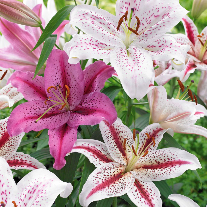 Orientalische Tigerlilien Mischung (x6)