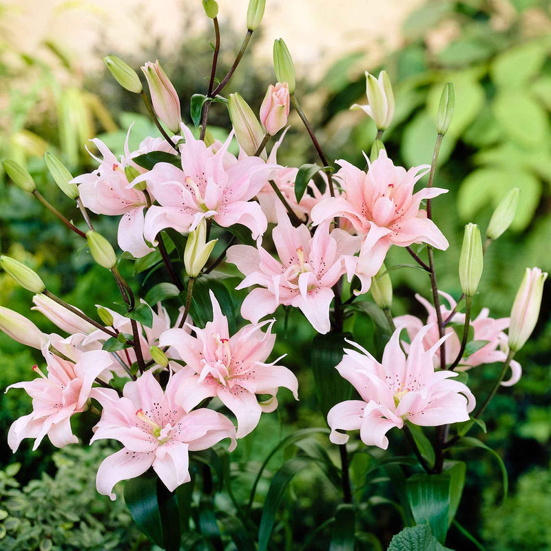 Asiatische Lilie 'Elodie' (x3)
