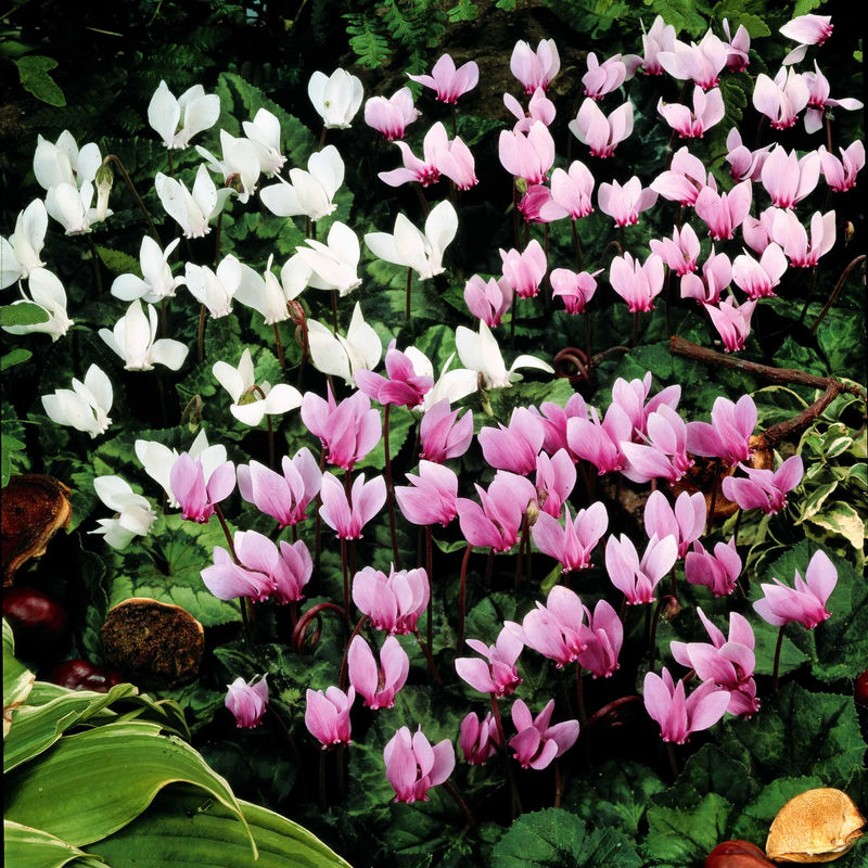 Neapolitanische Alpenveilchen Mischung (x5)