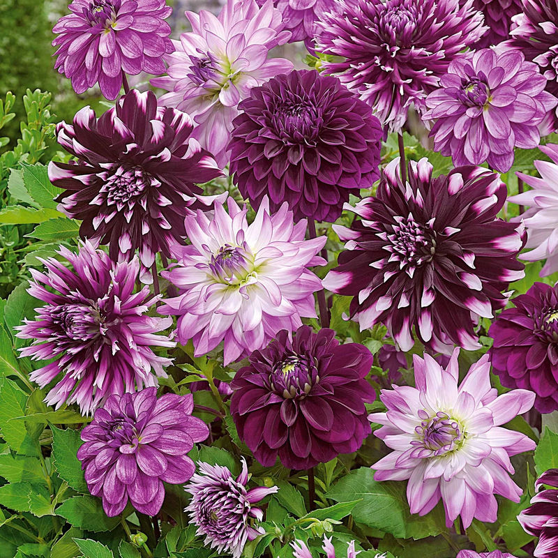 Große Dahlien Mischung (x5)