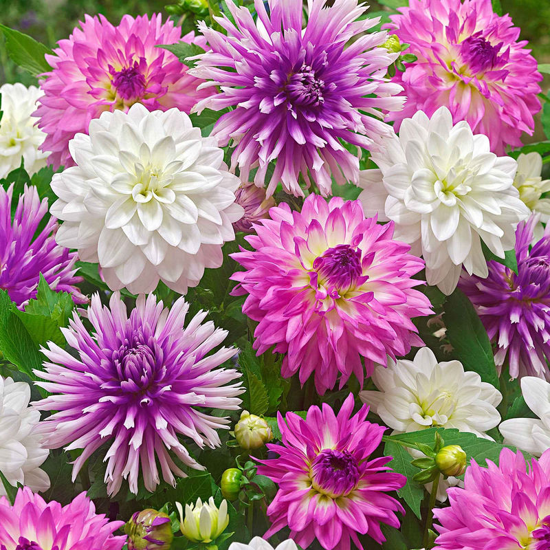 Dahlien Mischung 'All Summer Long' (x5)